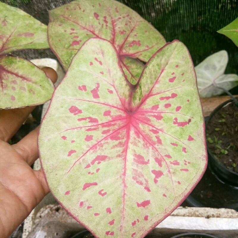 Caladium Hybrid Raspberry moon