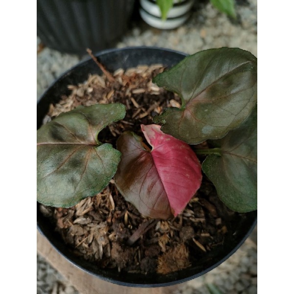 Syngonium Strawberry Ice original