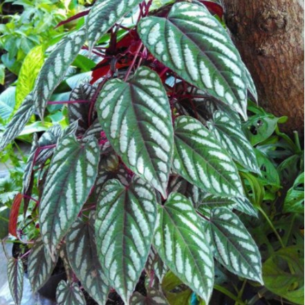 Sirih keraton / sirih keraton / sirih hias / tanaman hias sirih keraton