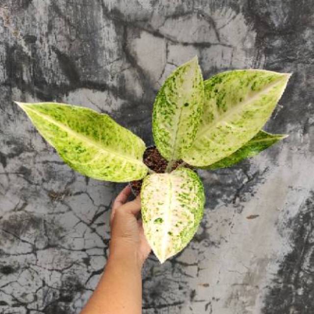 Tanaman Hias Aglonema - Big Roy Putih (Dewasa)