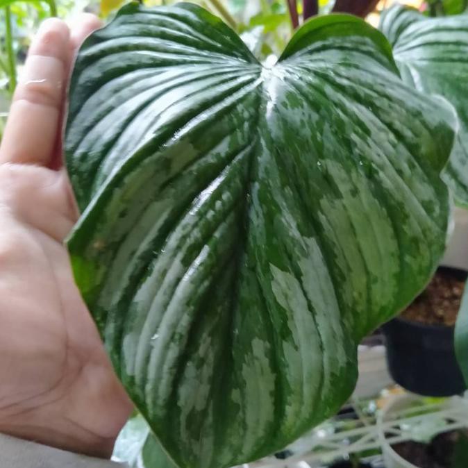 Tanaman Hias Hits Philodendron Silver Cloud Philo Mamei Senapmena