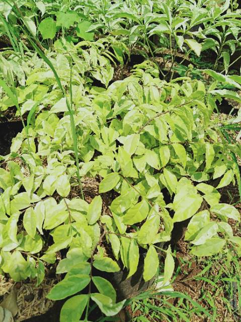 Anting Putri Pendek Shopee Indonesia