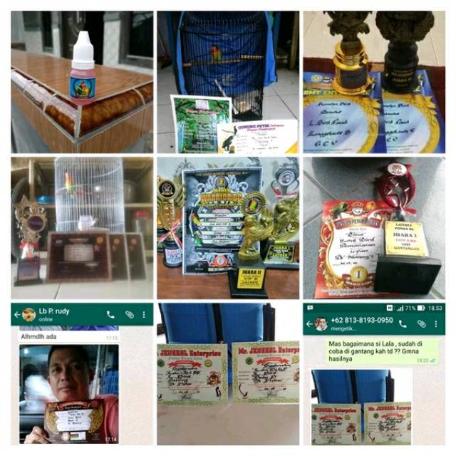 Doping Lovebird Konslet Terapi Doping konslet Lovebird vitamin burung