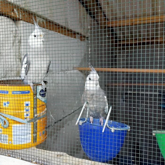 sepasang burung parkit autralia wf