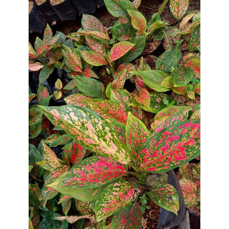 Aglaonema RED VENUS