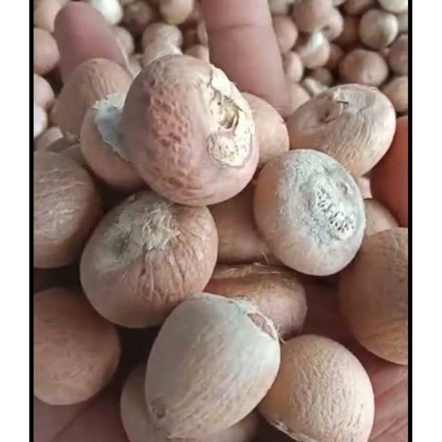 

Biji buah pinang kering kupas utuh super grade 90-95%