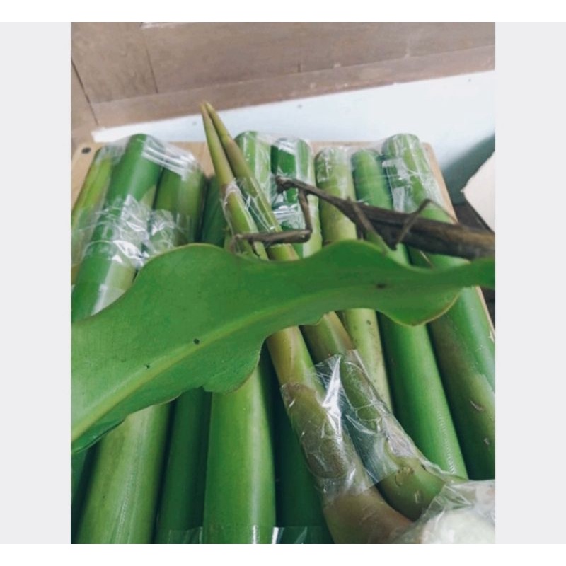 

stek batang pohon kecombra/Honye hrrbal 5 biji