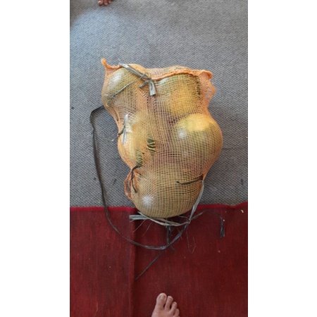 

semangka