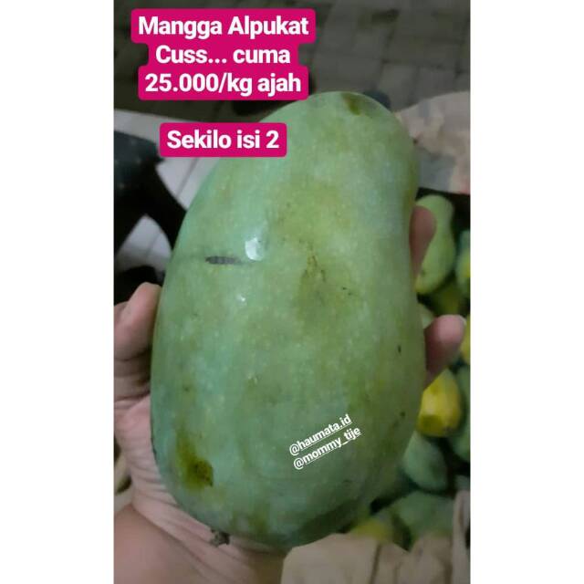 

Mangga Alpukat