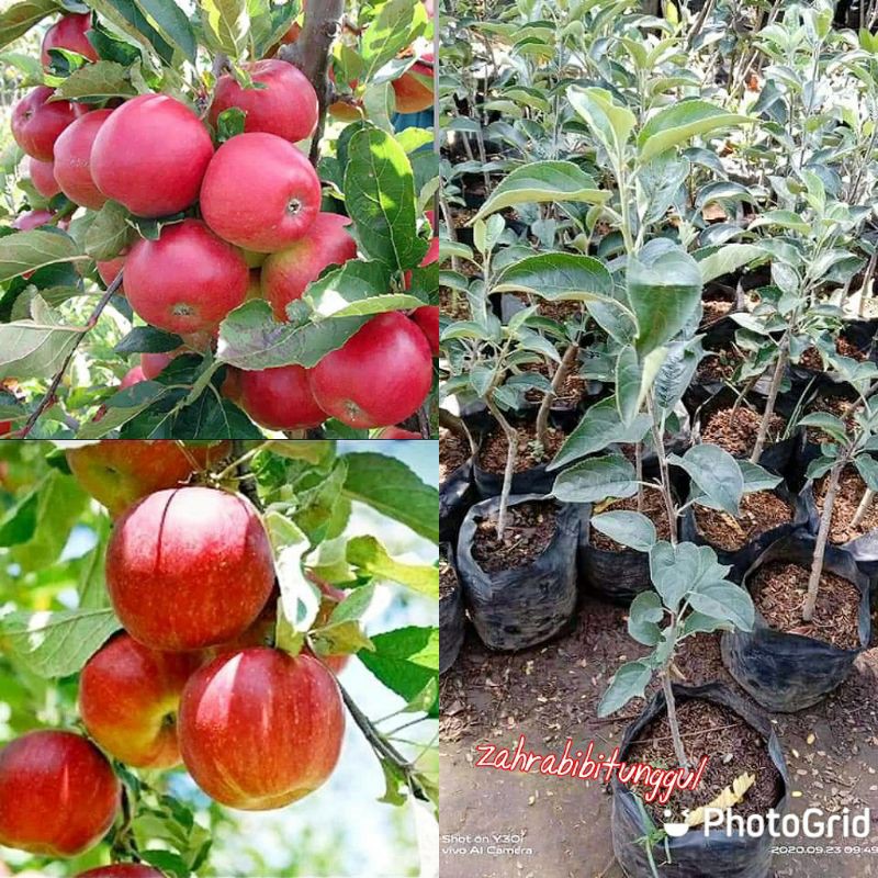 Bibit apel Fuji cangkok