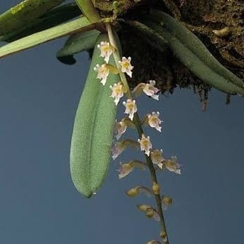 anggrek spesies Schoenorchis secundiflora Dewasa