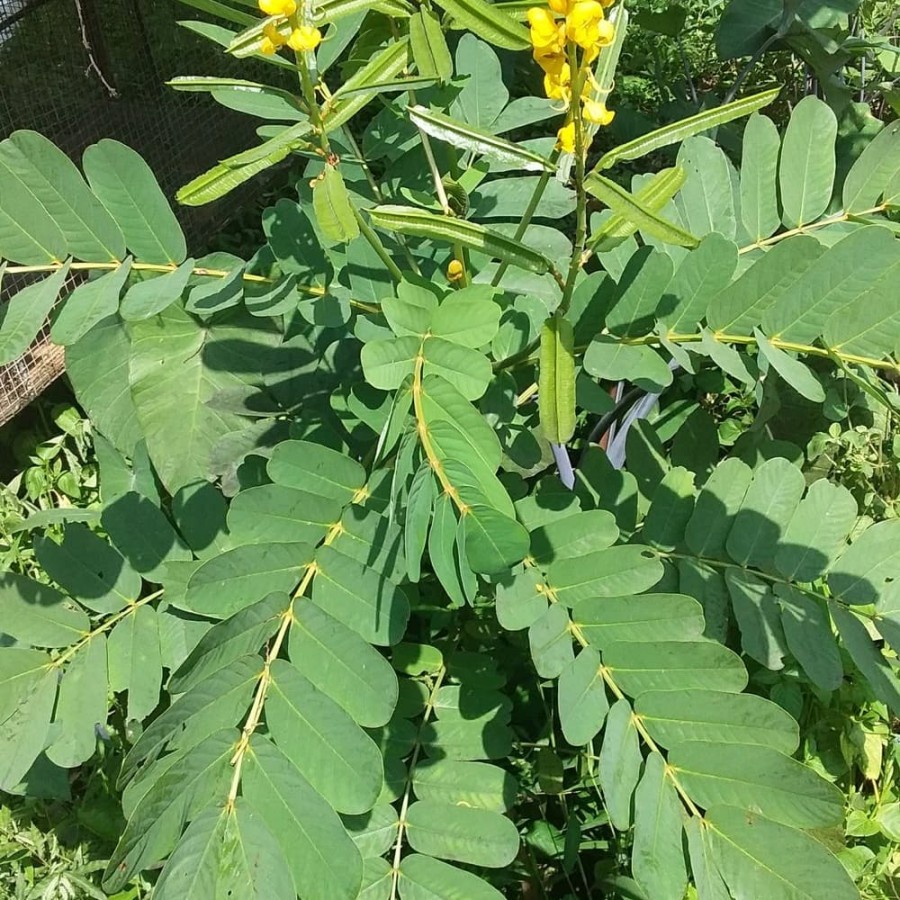 

Bratawali / Brotowali kering (Tinospora cordifolia) 200 gram