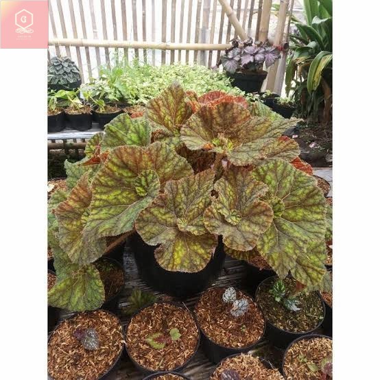 Tanaman Hias Begonia keong madu/ keong kuning