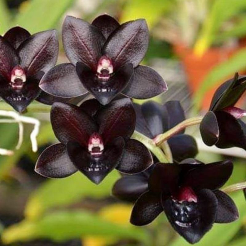 Anggrek catasetum fdk after dark svo black pearl
