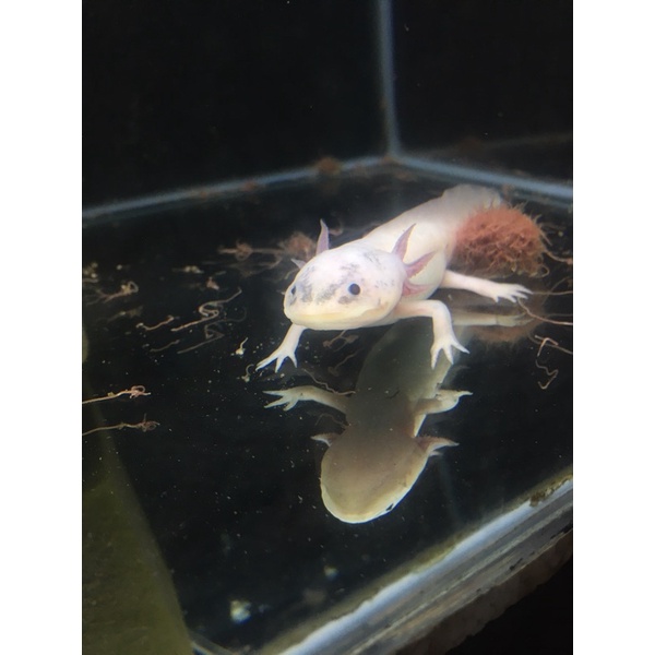 Axolotl albino mata hitam