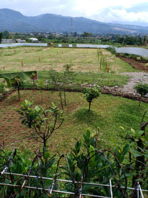 Payung Lipat 3 Polos Warna / Payung Grc - 002