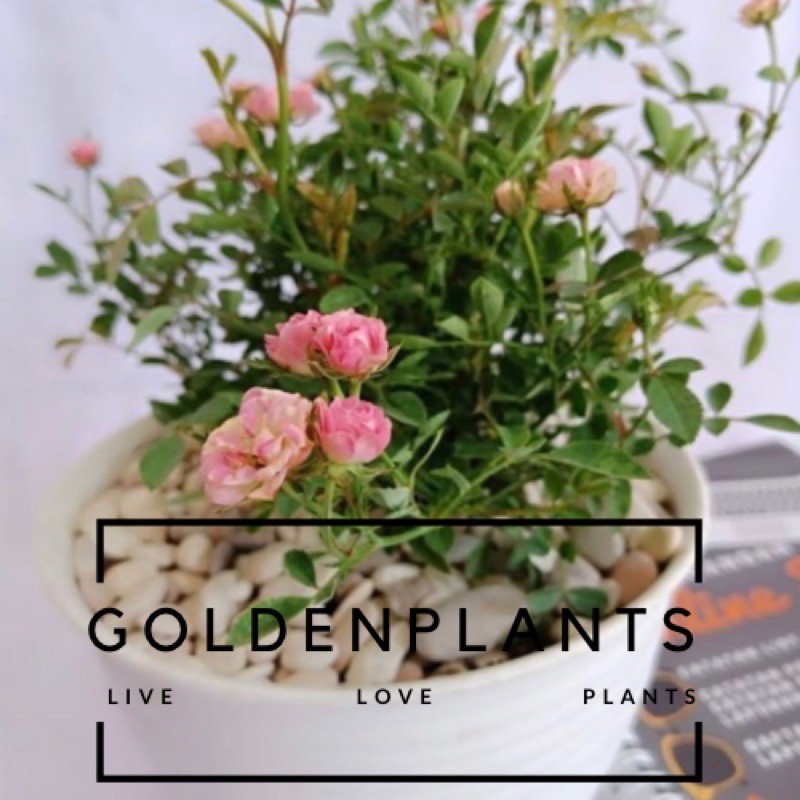 Bibit Bunga Mawar Mini Atau Baby Rose