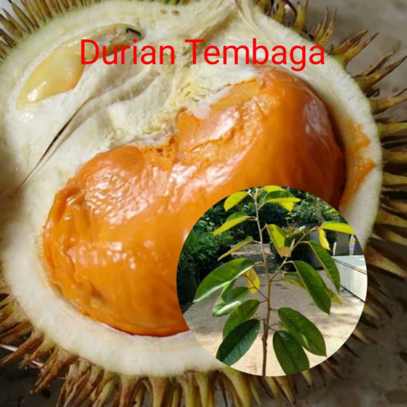 

bibit durian tembaga asli bangka okulasi cepat berbuah