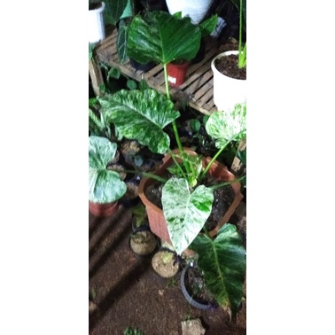 gigantium marble VARIEGATA