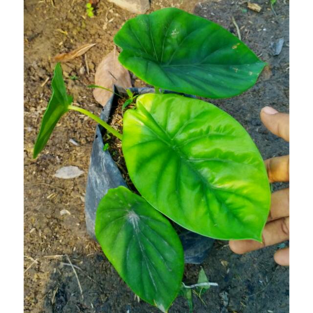 Alocasia Tengkorak Shopee Indonesia