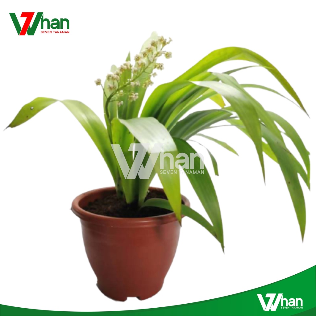 Anggrek Xiphidium Caeruleum WHAN7 TANAMAN