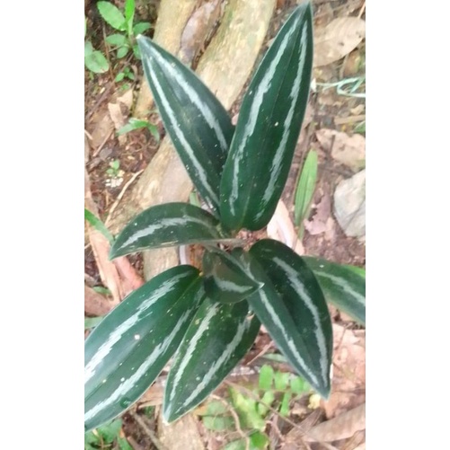 Skindapsus puncak Borneo Rawatan bergaransi resmi