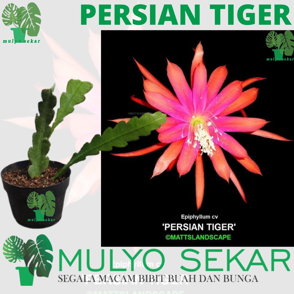 tanaman wijaya kusuma persian tiger Bibit bunga besar Epiphyllum (Bergaransi)