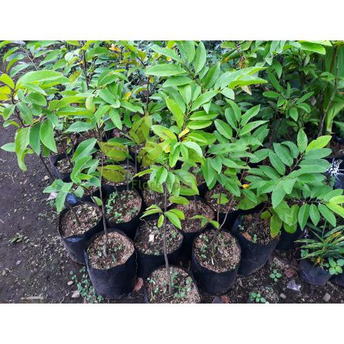 BIBIT POHON BUAH SRIKAYA BESAR JUMBO GIANT RAKSASA CANGKOK TANAMAN FAVORITE FC &&**&&