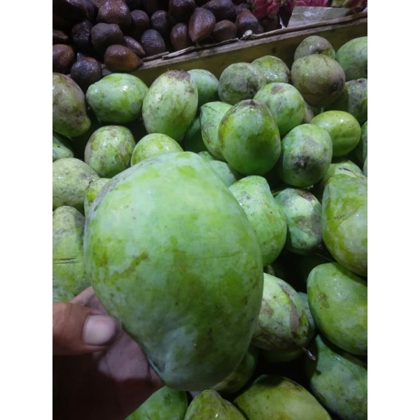 Jual Buah Mangga Muda Buat Rujak Indonesia Shopee Indonesia