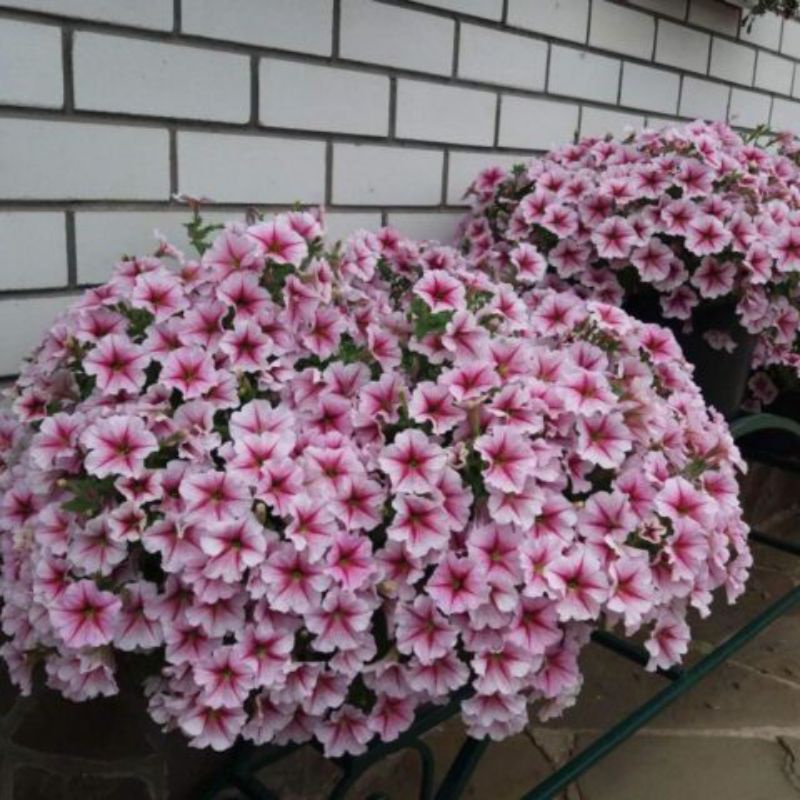 Petunia Opera Supreme Raspberry Ice F1