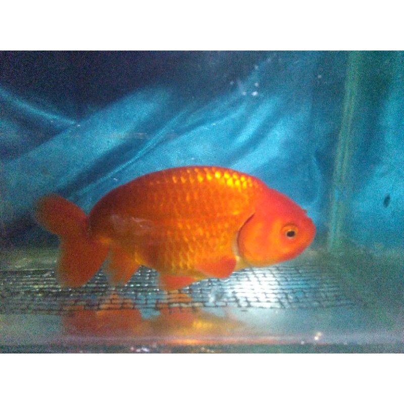 ikan mas koki panda 3c ranchu demekin