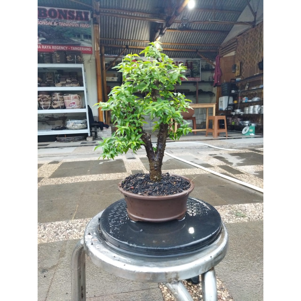 bonsai anting putri micro