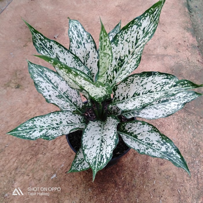 tanaman hias aglonema snow white indukan - aglonema snow white indukan