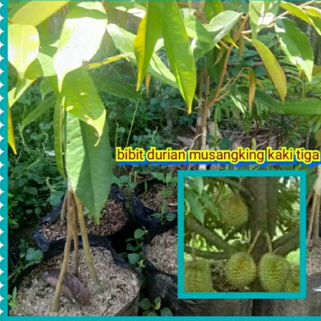 Download 51 Gambar Durian Kaki 3  Gratis
