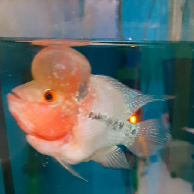 Ikan Louhan SRD Shortbody boomhead