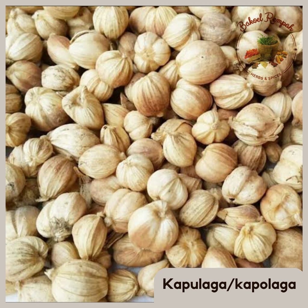 

Kapolaga / Kapulaga / Kapol Jawa