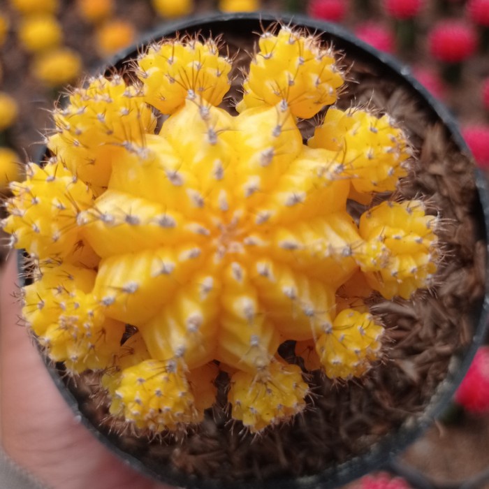 paket kaktus gymno import korea KAKTUS SUKULEN TANAMAN HIAS