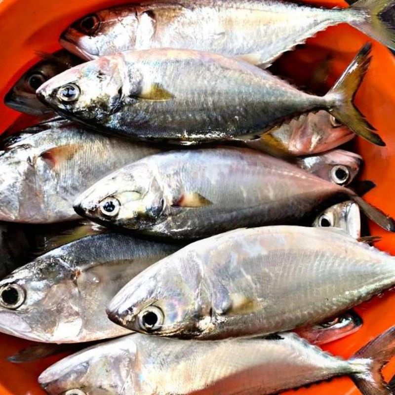 

IKAN KEMBUNG BANJAR/IKAN KEMBUNG SEGAR