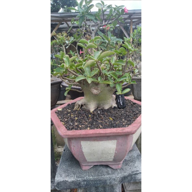 

7 biji adenium GODJI X RED BRACELET. FRESH