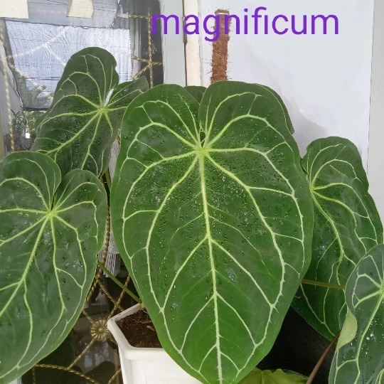 Tanaman hias kuping gajah/anthurium magnifikum ,batang kotak.