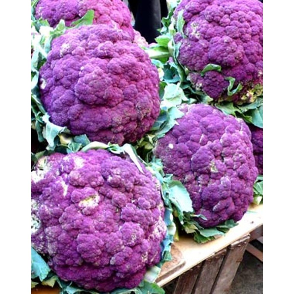 50 Biji Benih / Bibit Sayur Brokoli Ungu