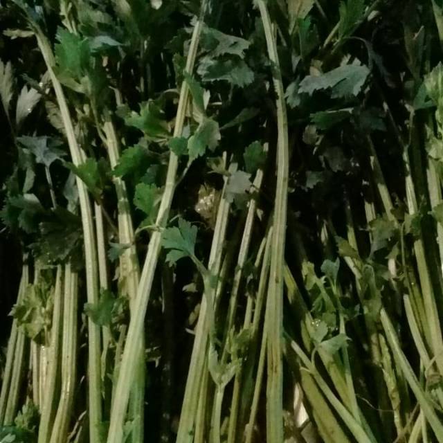

DAUN SELEDRI /DAUN SOP