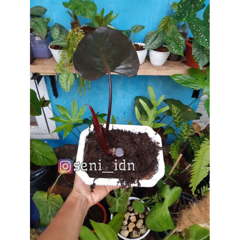Philodendron Black Cardinal
