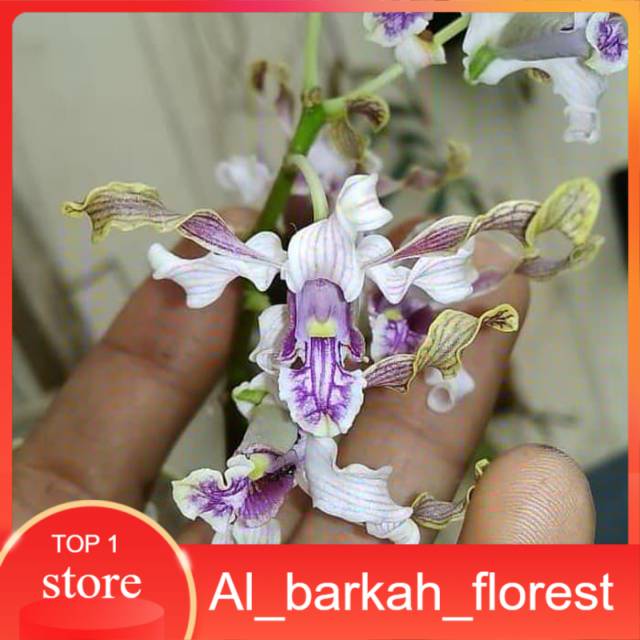 anggrek dendrobium pseudoconanthum besi remaja