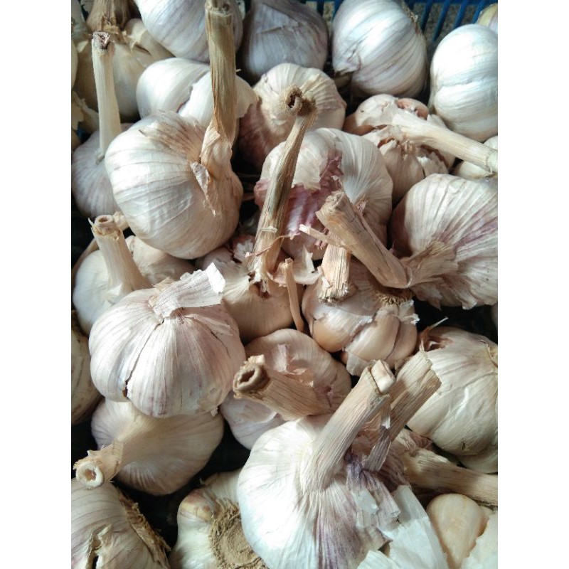 

bawang putih honan/ banci kotor 1 kg