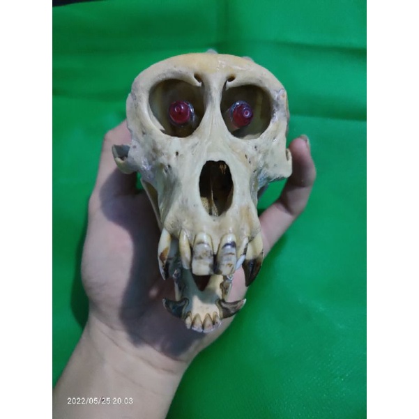 Accessories,Tengkorak monyet,Kepala monyet asli kalimantan