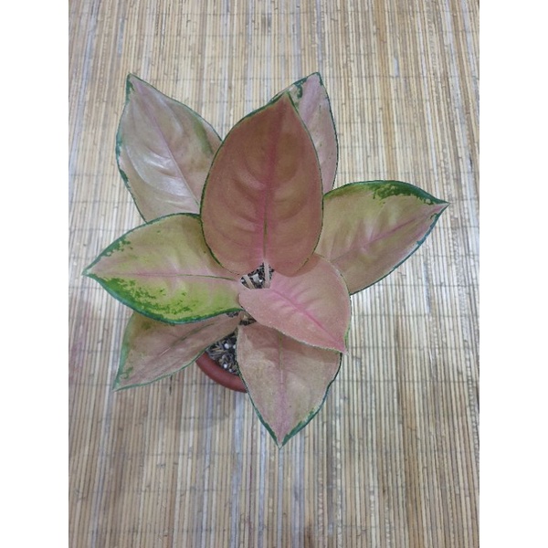 Aglonema Pancawati Indukan