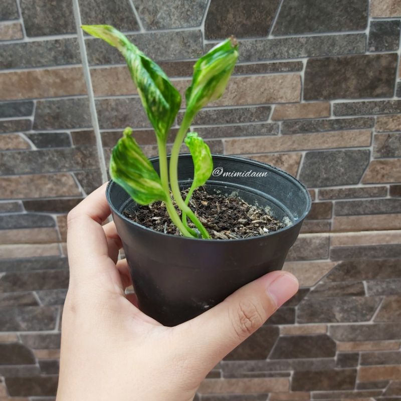 epipremnum shangrila variegata