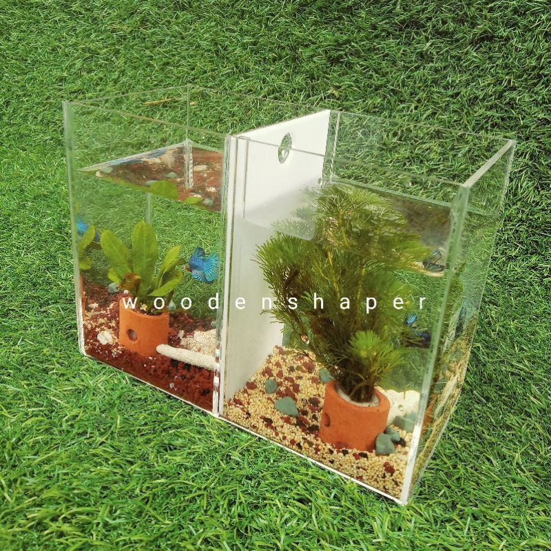 soliter cupang / aquarium cupang / aquarium mini rak kayu