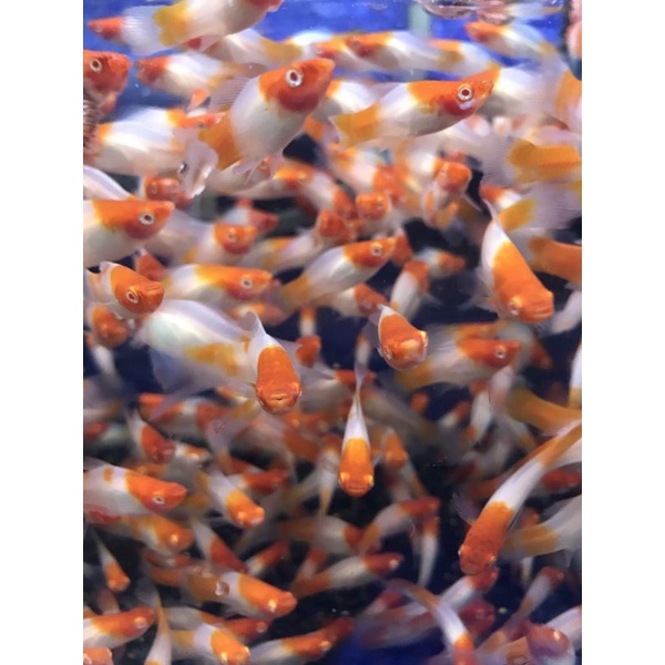 ikan hias platy kohaku, ikan santa claus